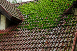 moss growth on the top of a roof from a hot and humid summer in middle tennessee