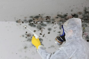 mold removal