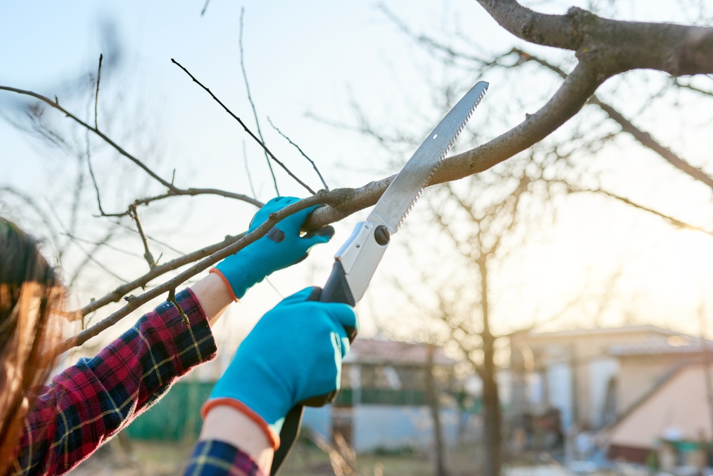 woman cutting tree branches