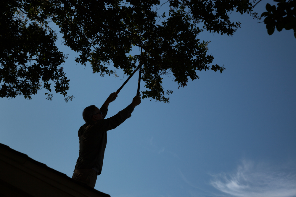 man trimming tree