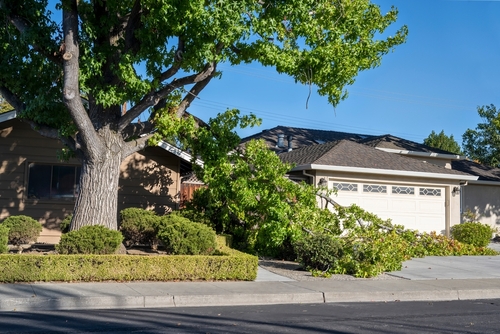 fallen tree